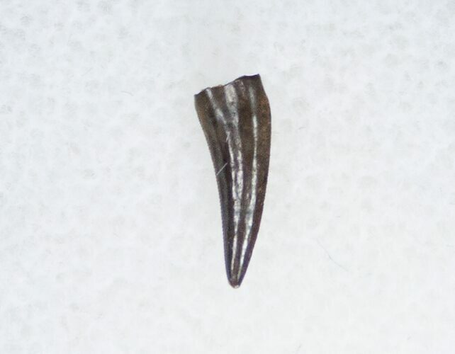 Richardoestesia Raptor Tooth - #11389